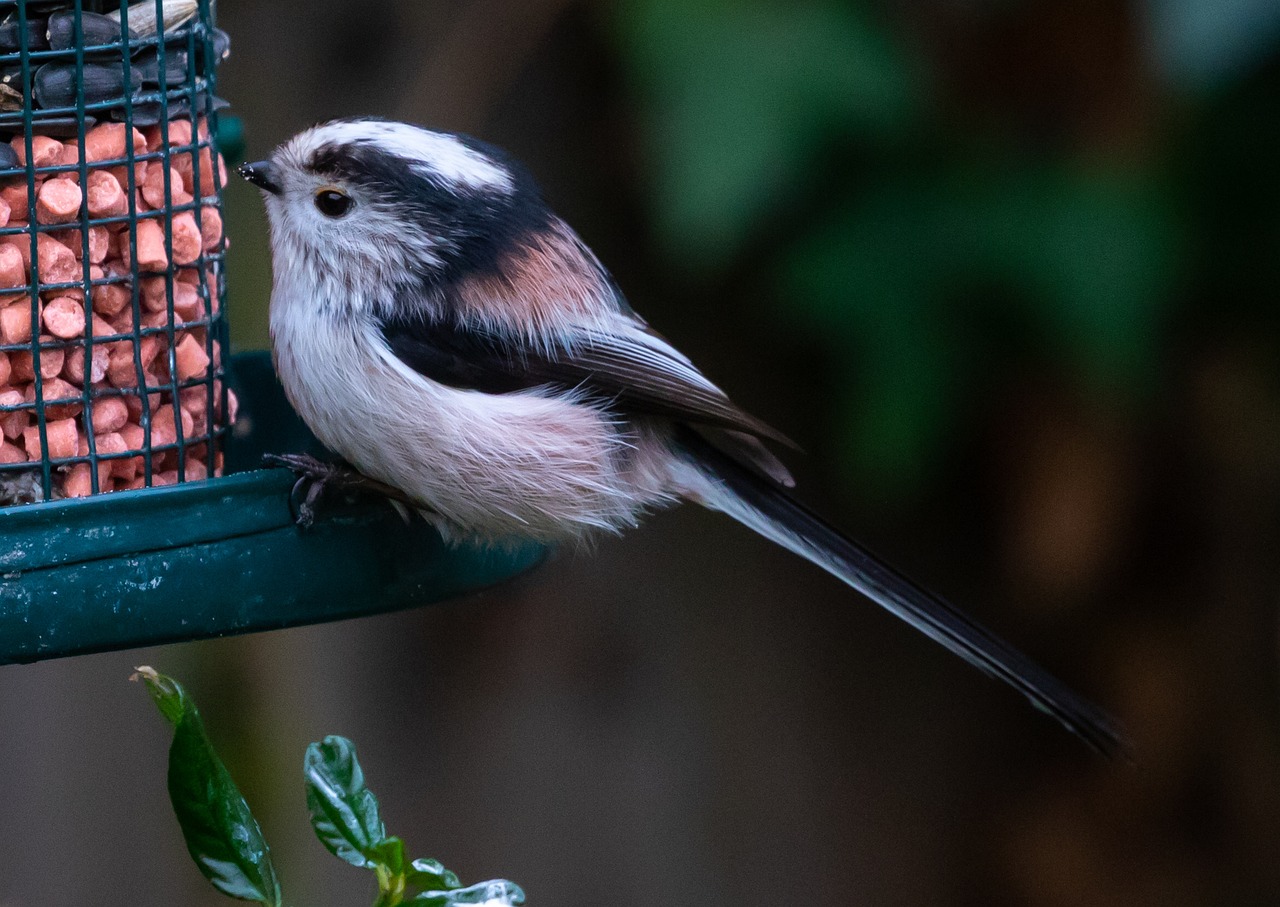 Crafting DIY Bird Feeders for Your Garden Decor